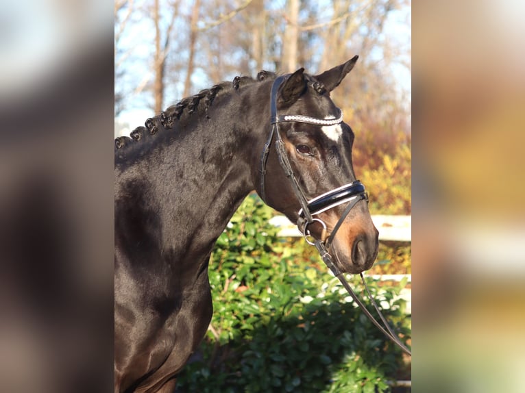 Hannoveraan Merrie 6 Jaar 162 cm Donkerbruin in Selsingen