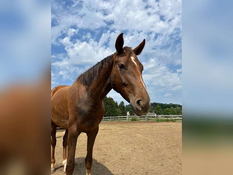 Hannoveraan Merrie 6 Jaar 162 cm Donkere-vos in Zell