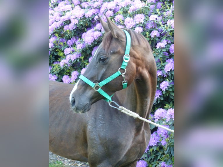 Hannoveraan Merrie 6 Jaar 162 cm Donkere-vos in Reessum