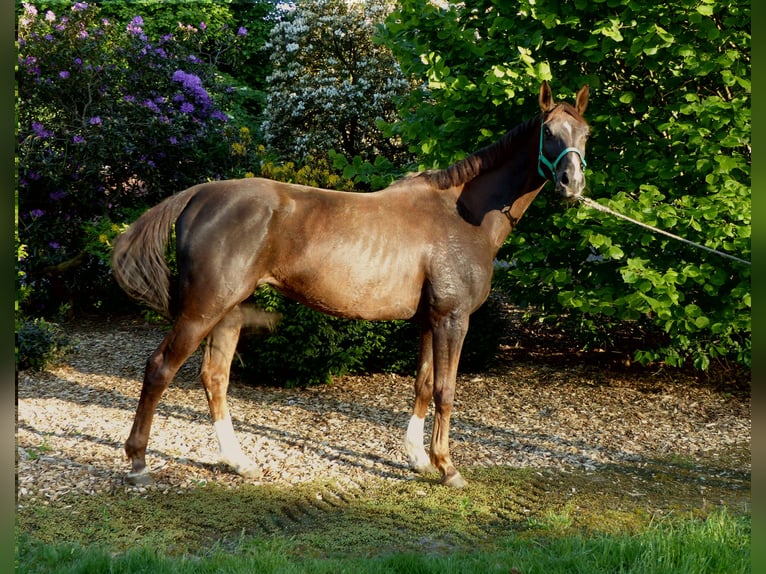 Hannoveraan Merrie 6 Jaar 162 cm Donkere-vos in Reessum