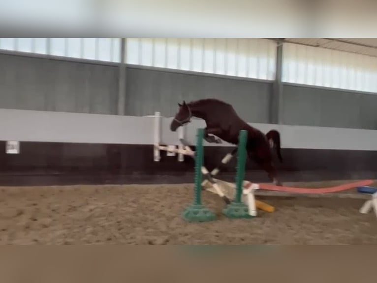 Hannoveraan Merrie 6 Jaar 162 cm Vos in Mansuè