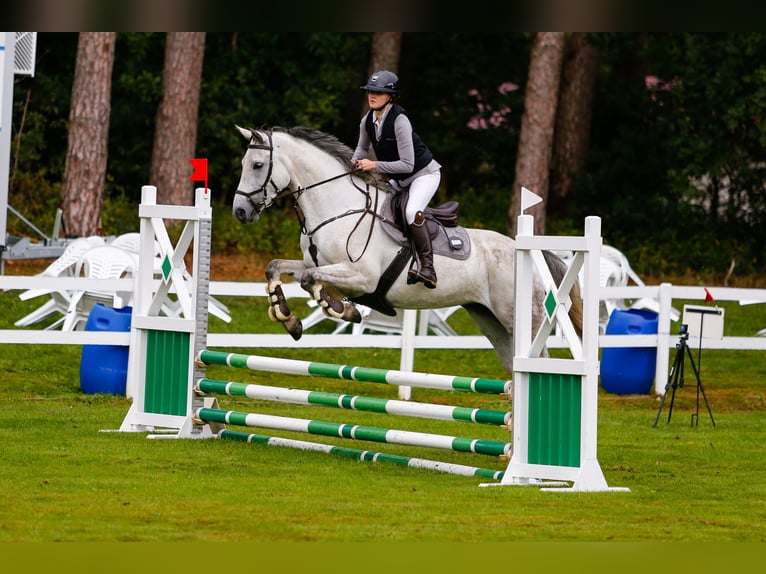 Hannoveraan Merrie 6 Jaar 163 cm Appelschimmel in Lamstedt