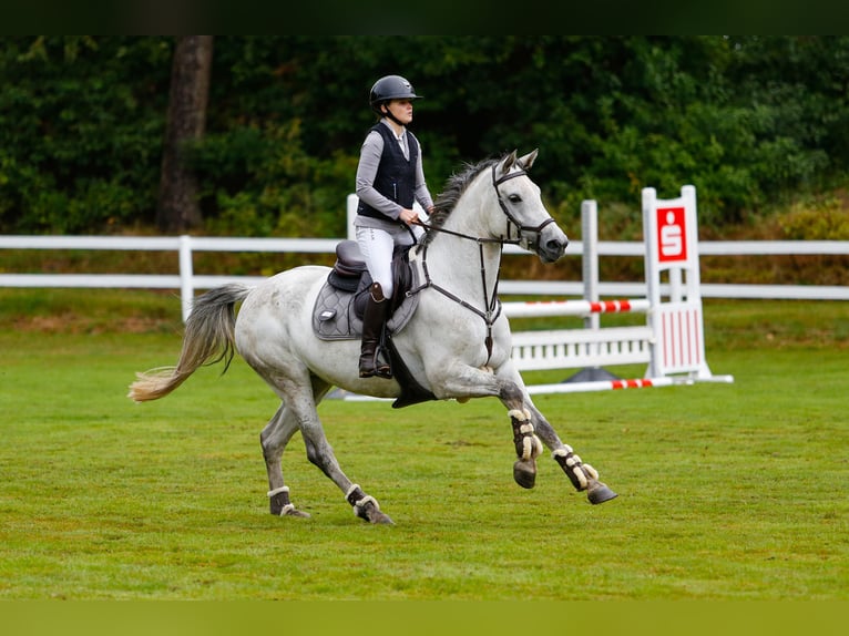 Hannoveraan Merrie 6 Jaar 163 cm Appelschimmel in Lamstedt