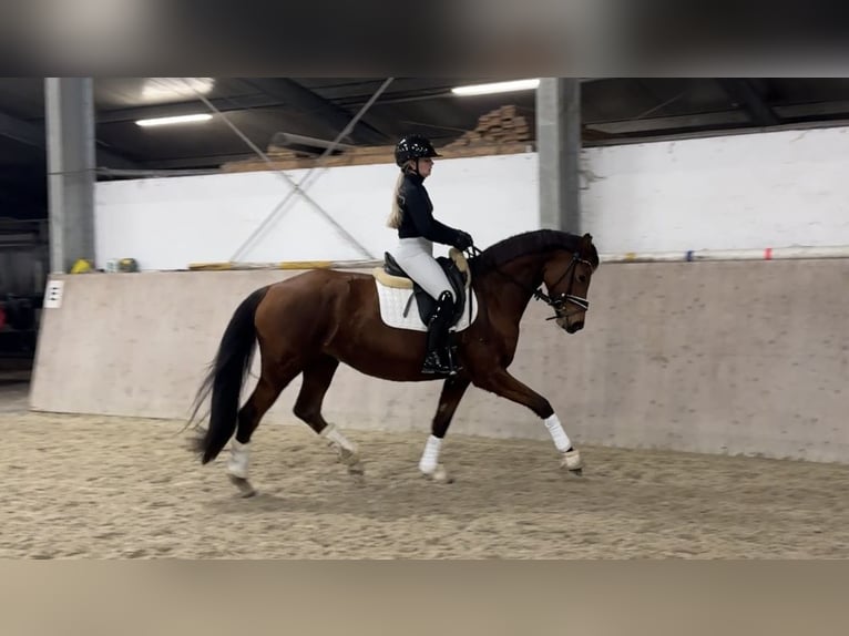 Hannoveraan Merrie 6 Jaar 163 cm Bruin in Esterwegen