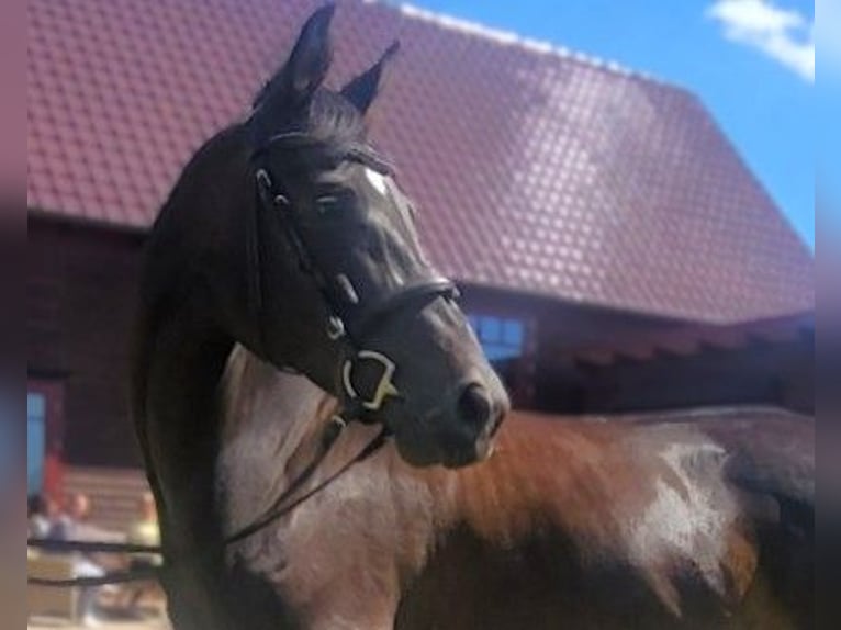 Hannoveraan Merrie 6 Jaar 163 cm Bruin in Eberswalde