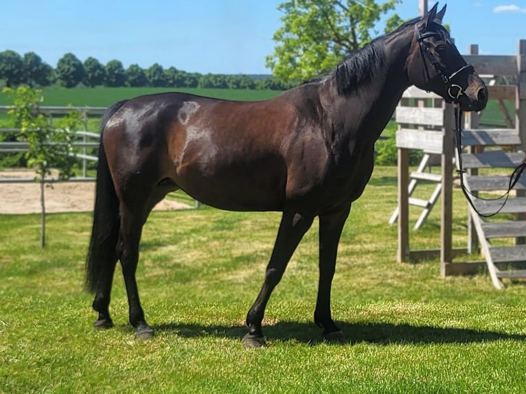 Hannoveraan Merrie 6 Jaar 163 cm Bruin in Eberswalde