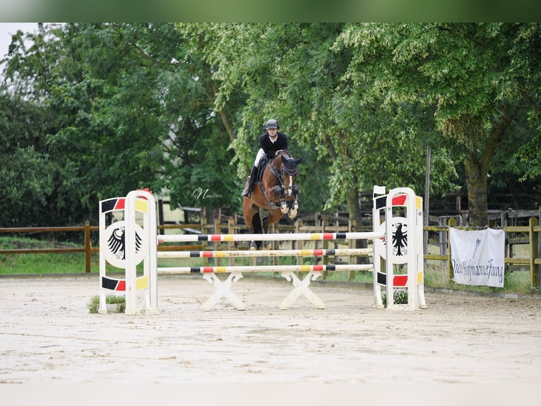 Hannoveraan Merrie 6 Jaar 163 cm Bruin in Bad Kreuznach