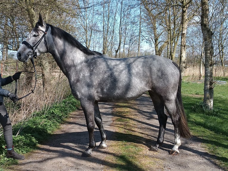 Hannoveraan Merrie 6 Jaar 163 cm Schimmel in Belum