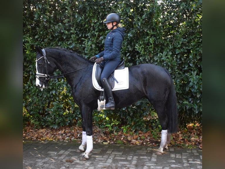 Hannoveraan Merrie 6 Jaar 163 cm Zwart in Fredenbeck