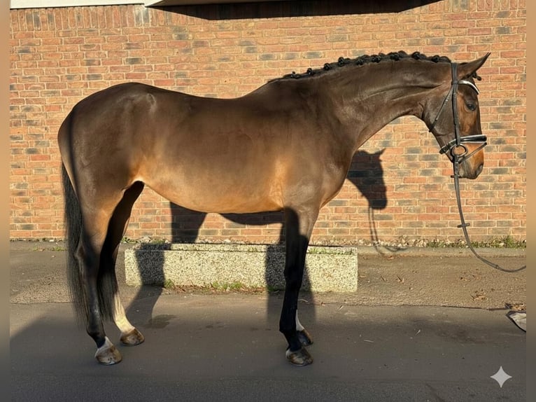 Hannoveraan Merrie 6 Jaar 164 cm Bruin in Niederkassel