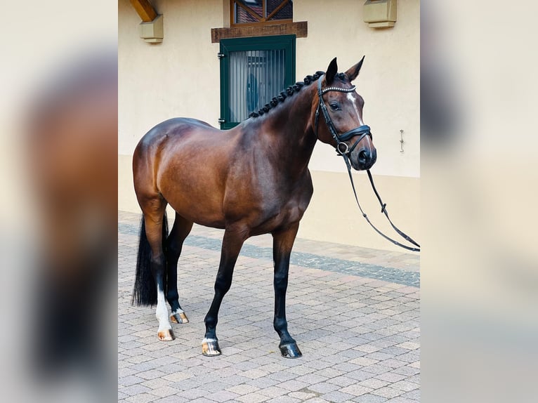 Hannoveraan Merrie 6 Jaar 164 cm Bruin in Windesheim
