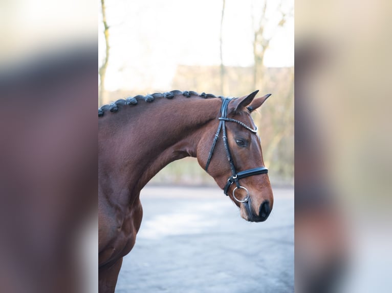 Hannoveraan Merrie 6 Jaar 164 cm Bruin in Paderborn