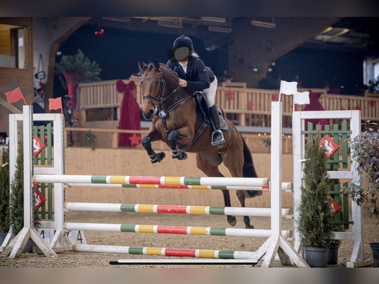 Hannoveraan Merrie 6 Jaar 164 cm Bruin in Paderborn
