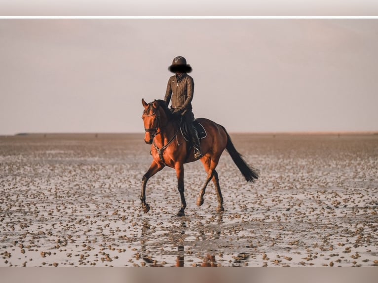 Hannoveraan Merrie 6 Jaar 164 cm Bruin in Paderborn