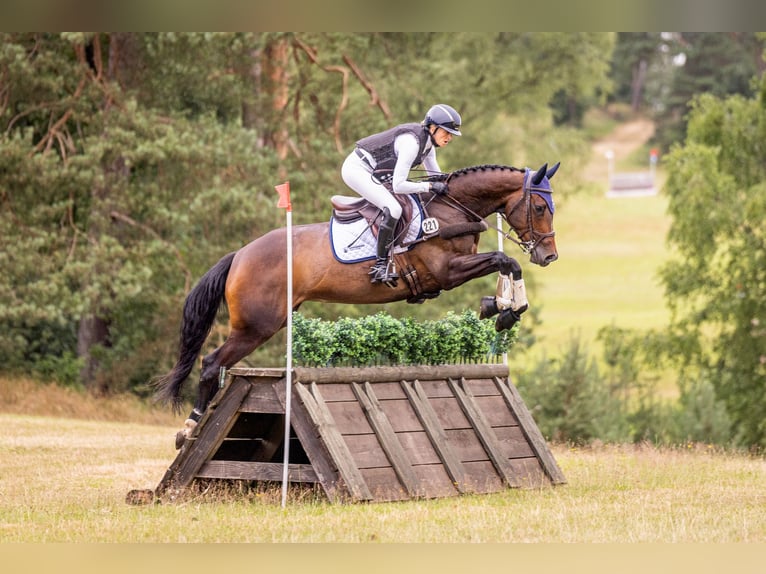 Hannoveraan Merrie 6 Jaar 164 cm Bruin in Salzhausen