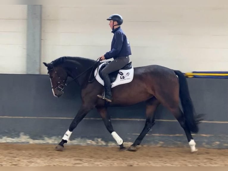 Hannoveraan Merrie 6 Jaar 164 cm Bruin in Dannenberg (Elbe)