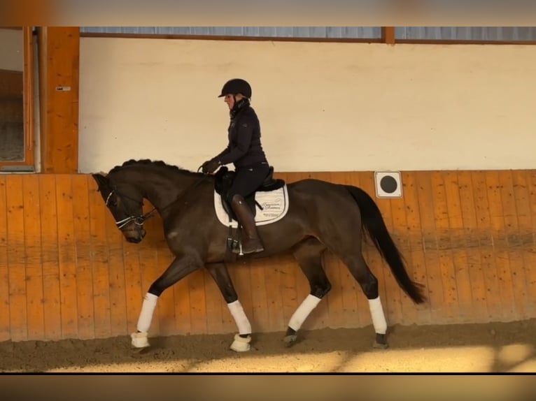 Hannoveraan Merrie 6 Jaar 164 cm Donkerbruin in Salzhemmendorf