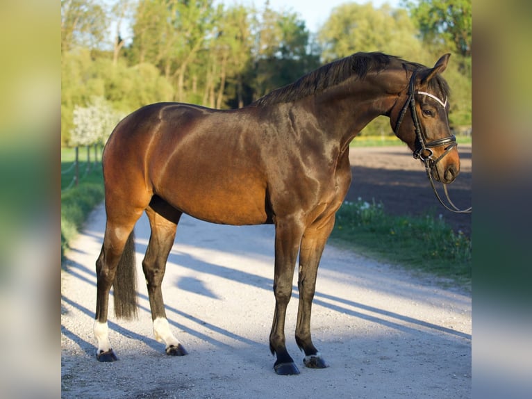 Hannoveraan Merrie 6 Jaar 164 cm Donkerbruin in Nersingen