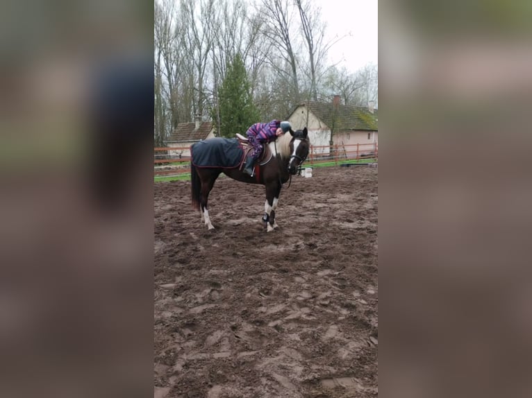 Hannoveraan Mix Merrie 6 Jaar 164 cm Gevlekt-paard in Kiskőrös