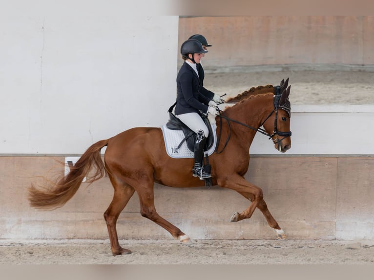 Hannoveraan Merrie 6 Jaar 164 cm Vos in Neuberg
