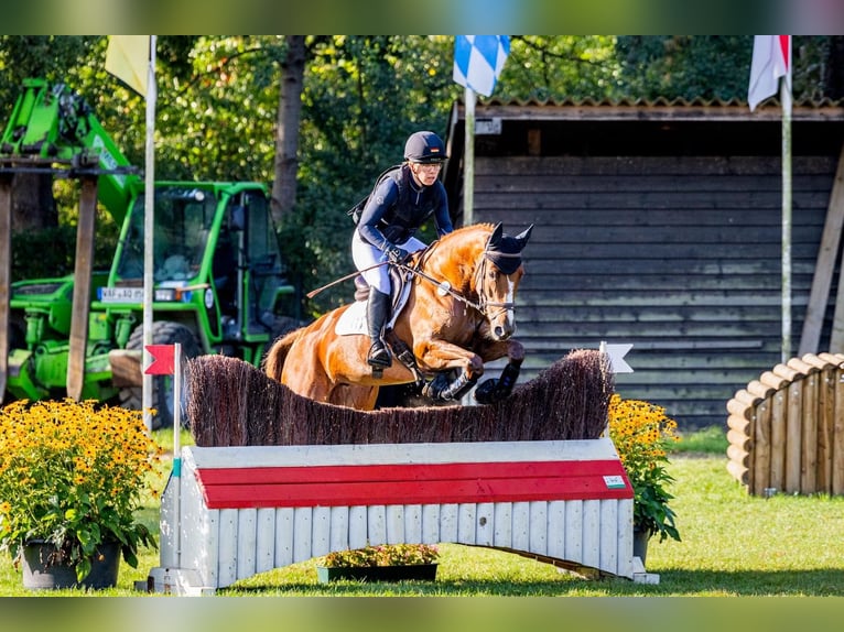 Hannoveraan Merrie 6 Jaar 164 cm Vos in Vierhöfen