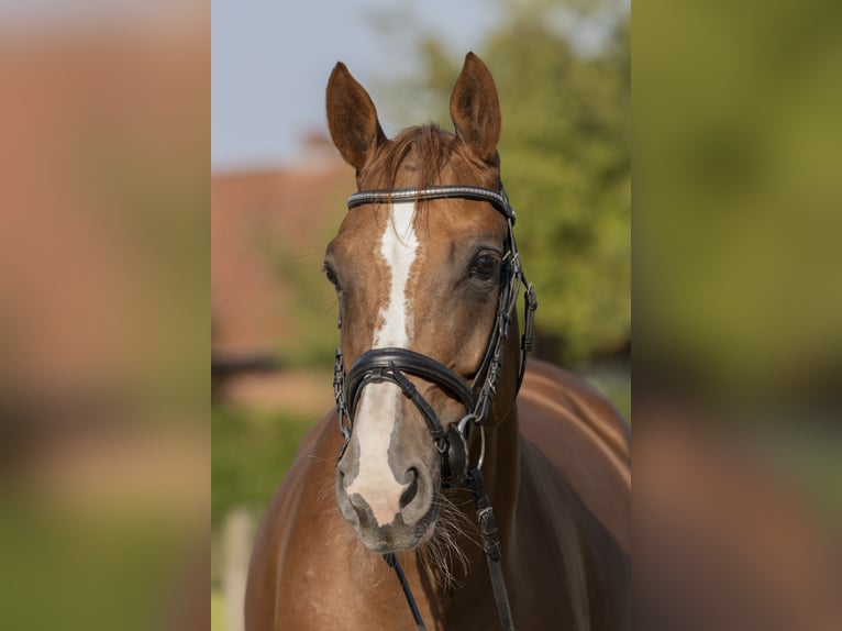 Hannoveraan Merrie 6 Jaar 164 cm Vos in Bad Bentheim