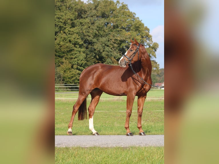 Hannoveraan Merrie 6 Jaar 164 cm Vos in Petershagen