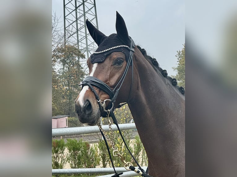 Hannoveraan Merrie 6 Jaar 165 cm Bruin in Neunkirchen-Seelscheid