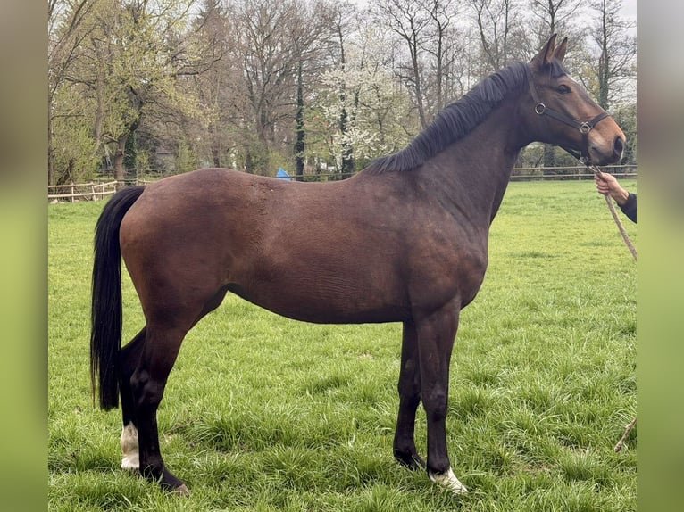 Hannoveraan Merrie 6 Jaar 165 cm Bruin in Oyten
