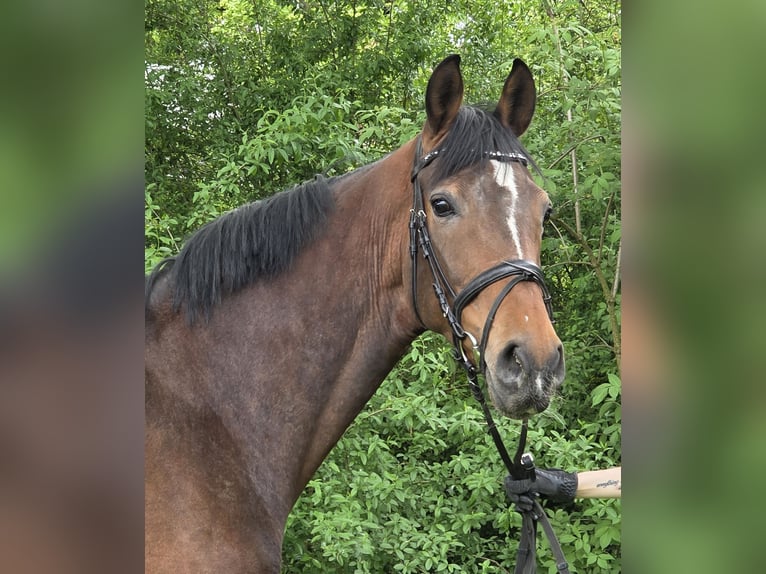Hannoveraan Merrie 6 Jaar 165 cm Bruin in Wachtendonk