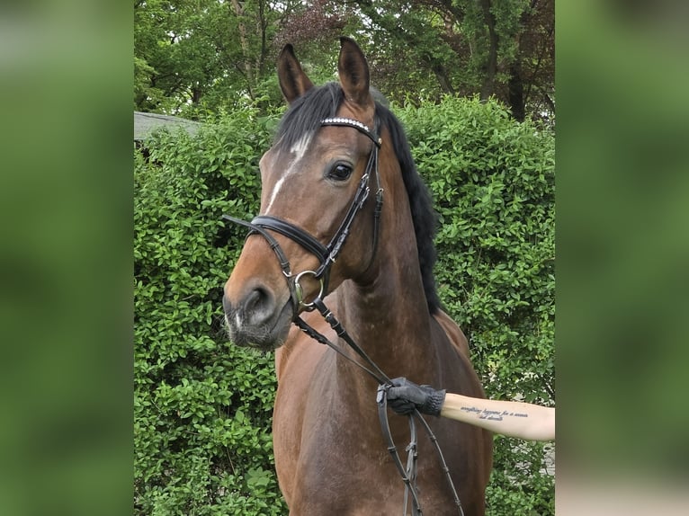 Hannoveraan Merrie 6 Jaar 165 cm Bruin in Wachtendonk