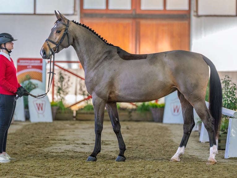Hannoveraan Merrie 6 Jaar 165 cm Bruin in Münster-Handorf