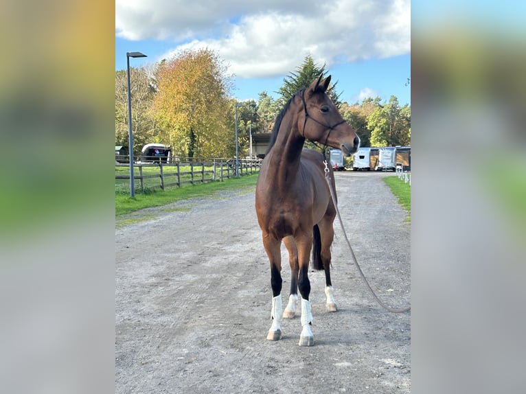 Hannoveraan Merrie 6 Jaar 165 cm Donkerbruin in Bonn