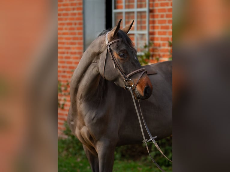 Hannoveraan Merrie 6 Jaar 165 cm Donkerbruin in Lübeck