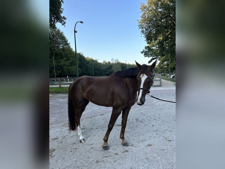 Hannoveraan Merrie 6 Jaar 165 cm Donkere-vos in Reichenau