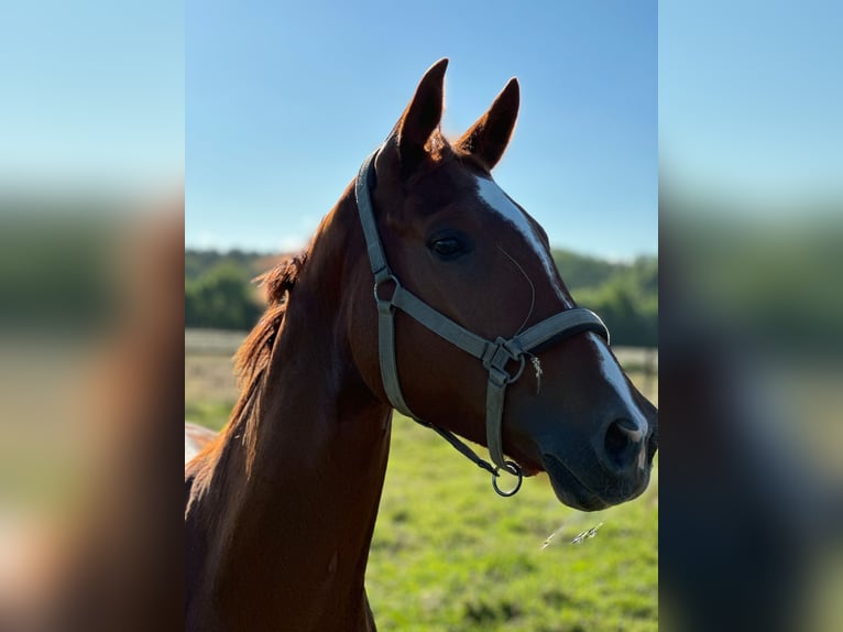 Hannoveraan Merrie 6 Jaar 165 cm in Wahrenholz