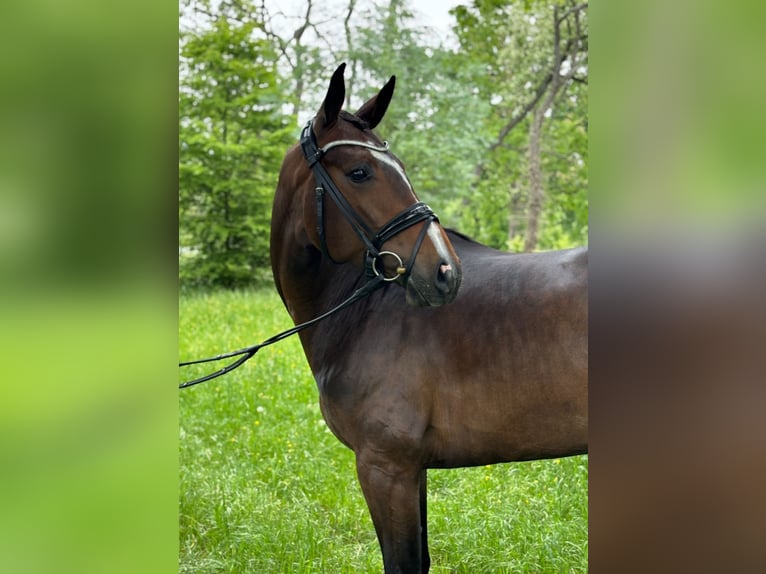 Hannoveraan Merrie 6 Jaar 165 cm Roodbruin in Maisons-Laffitte