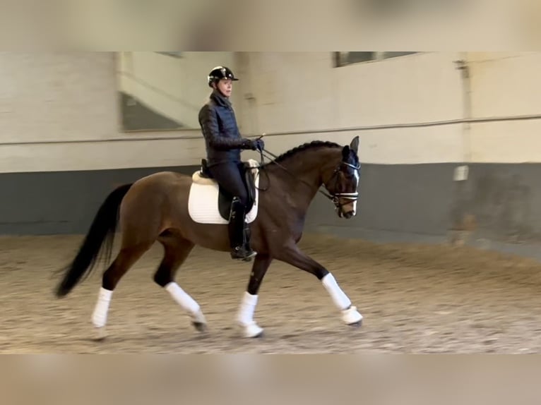 Hannoveraan Merrie 6 Jaar 165 cm Roodbruin in Maisons-Laffitte