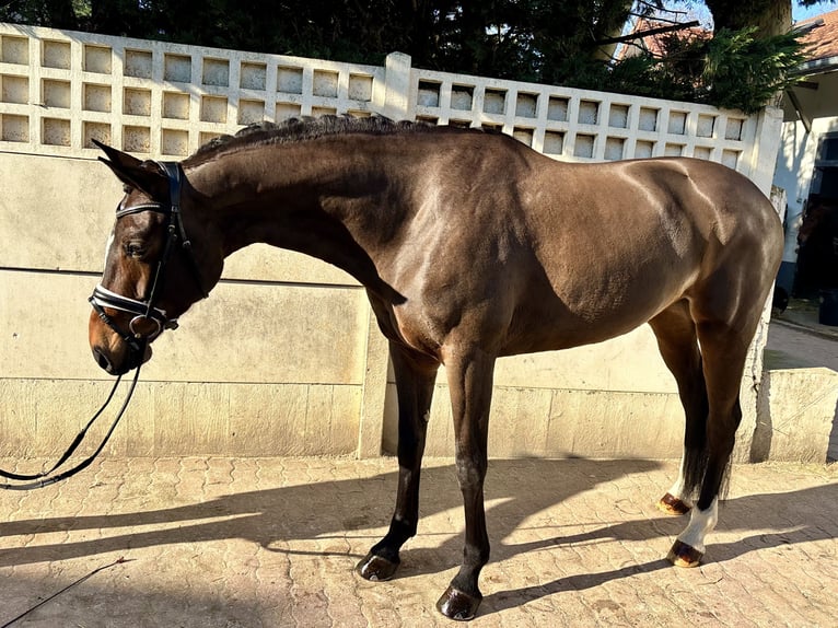 Hannoveraan Merrie 6 Jaar 165 cm Roodbruin in Maisons-Laffitte