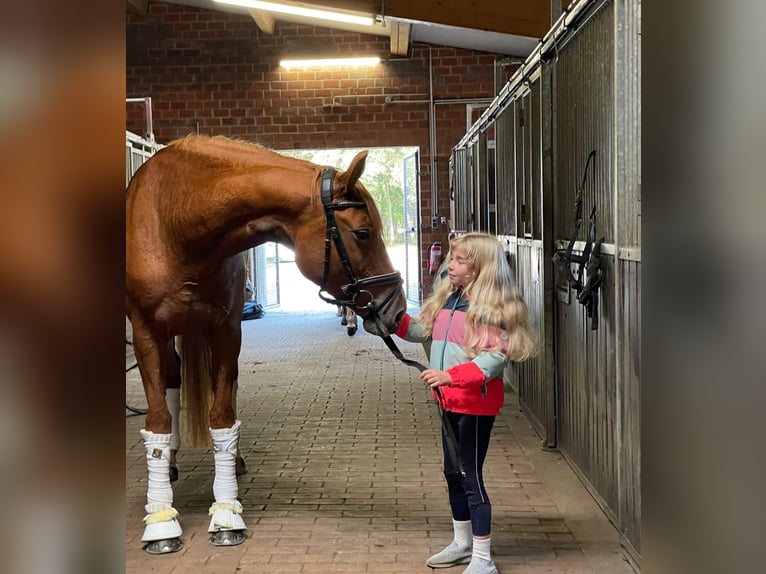 Hannoveraan Merrie 6 Jaar 165 cm Vos in Essen (Oldenburg) Hannoveraan Merrie 6 Jaar 165 cm Vos in Essen (Oldenburg)