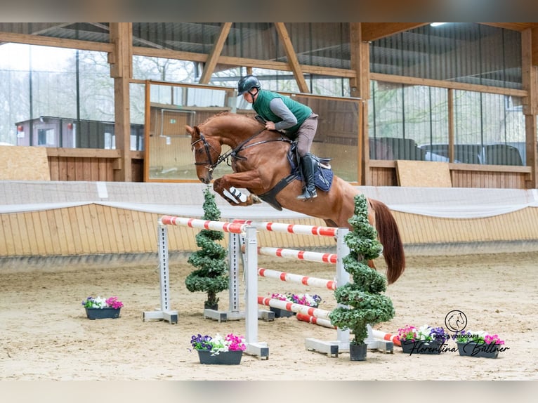 Hannoveraan Merrie 6 Jaar 165 cm Vos in Dorsten