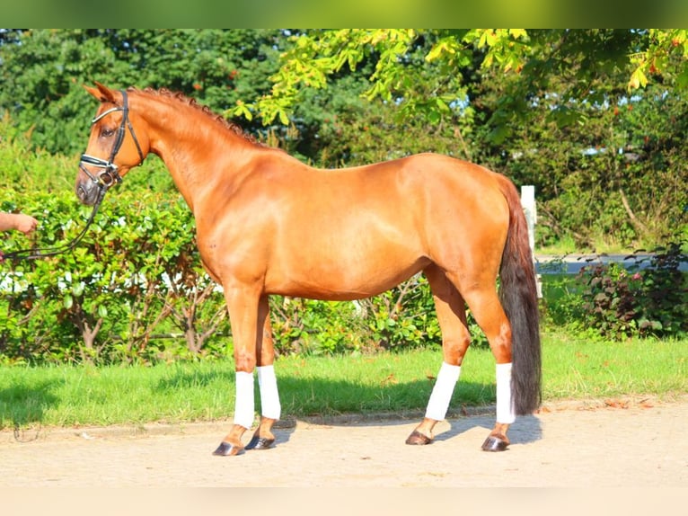 Hannoveraan Merrie 6 Jaar 165 cm Vos in Selsingen