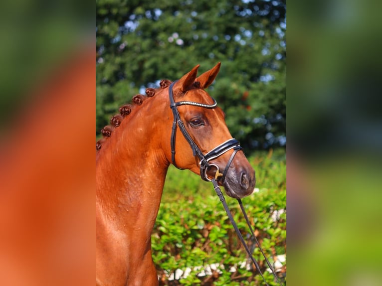 Hannoveraan Merrie 6 Jaar 165 cm Vos in Selsingen