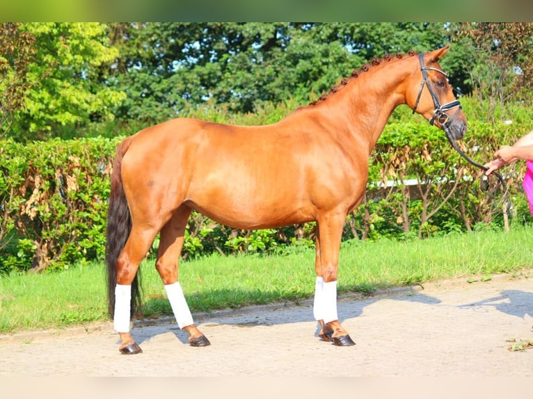 Hannoveraan Merrie 6 Jaar 165 cm Vos in Selsingen