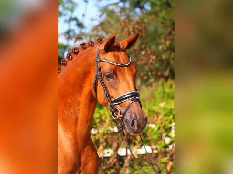 Hannoveraan Merrie 6 Jaar 165 cm Vos in Selsingen