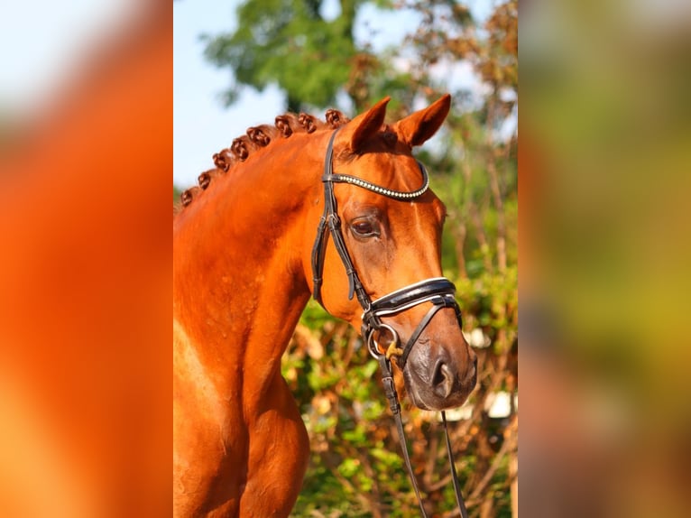 Hannoveraan Merrie 6 Jaar 165 cm Vos in Selsingen