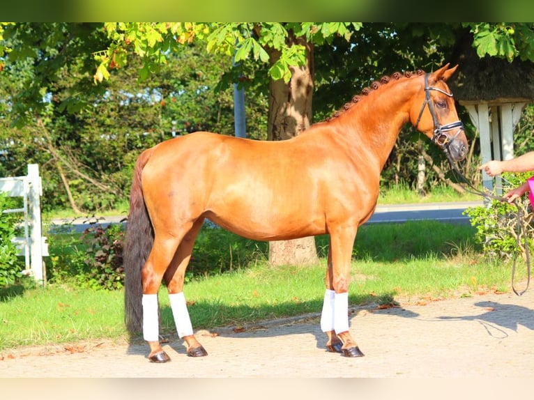 Hannoveraan Merrie 6 Jaar 165 cm Vos in Selsingen