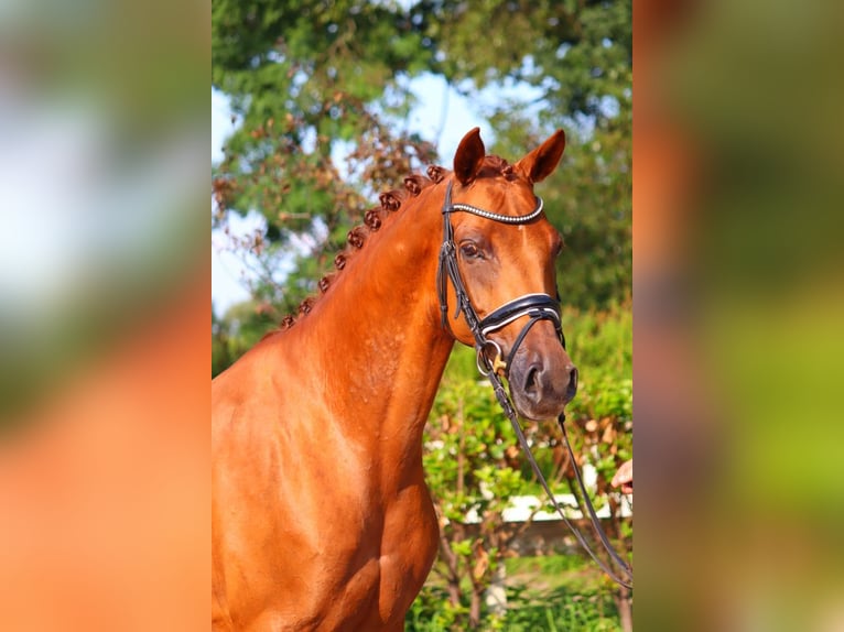 Hannoveraan Merrie 6 Jaar 165 cm Vos in Selsingen