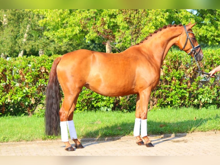 Hannoveraan Merrie 6 Jaar 165 cm Vos in Selsingen