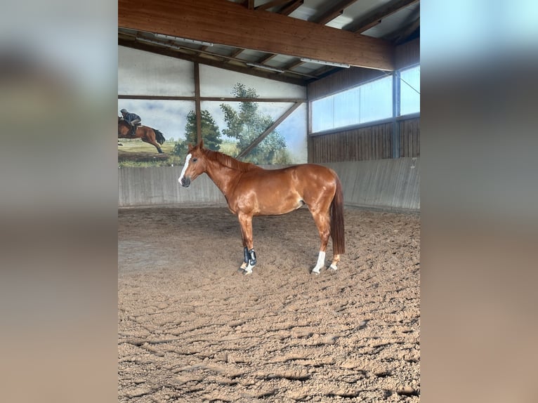 Hannoveraan Merrie 6 Jaar 165 cm Vos in Leipzig